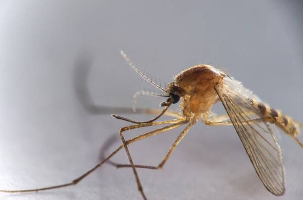 istock Tiger mosquito specimen in the foreground 1485076952