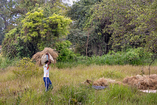 North Central Province, Sri Lanka - February 28th 2023:  Man carrying a sheaf of rice across the newly harvested field