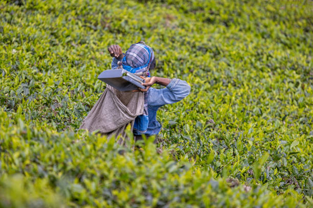 Lipton Seat, Ella, Uva Province, Sri Lanka - February 17th 2023: Woman working on a steep slope picking tea - a hard job which normally are done by Tamil women
