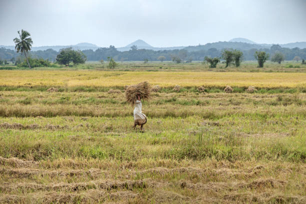 Eastern Province, Sri Lanka - March 4th 2023:  Man carrying a sheaf of rice across the newly harvested field