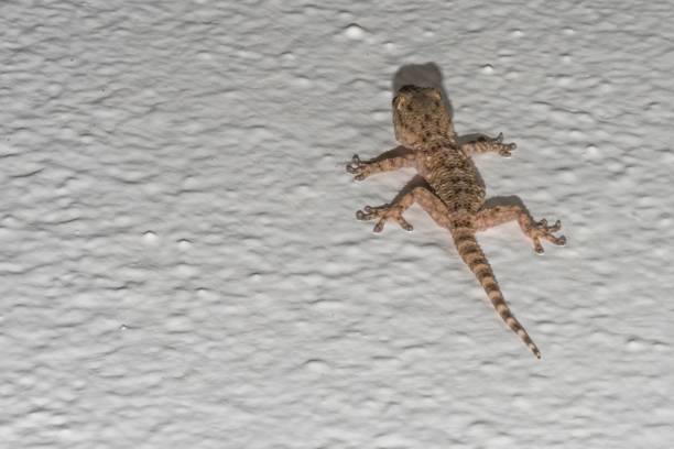 istock Small gecko on the house wall 1485077898