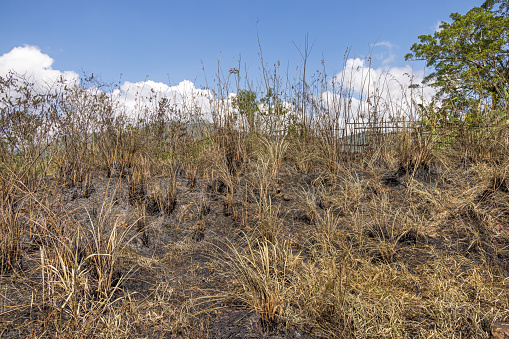 Burnt grass beside a railroad track outside Ella in the Uva Province in Sri Lanka. In the dry seasons trains often set the grass on fire due to sparks from the brakes