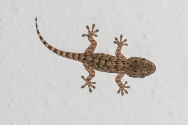 istock Small gecko on the house wall 1485077972