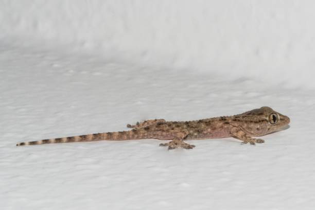 istock Small gecko on the house wall 1485078030