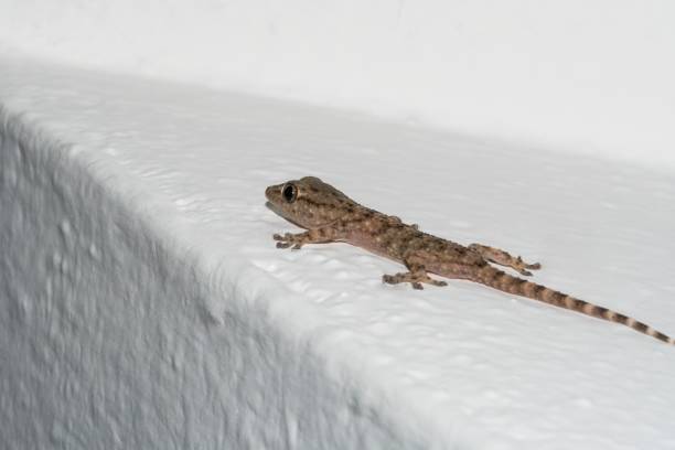 istock Small gecko on the house wall 1485078103