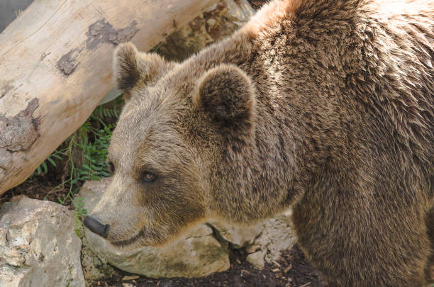 Brown bear in Trentino Italy