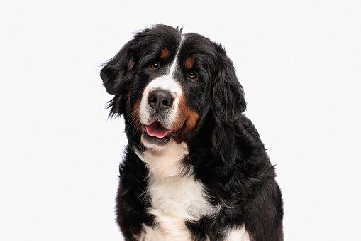 portrait of happy bernese mountain dog sticking out tongue and panting while sitting in front of white background in studio