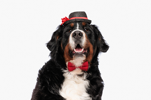 lovely berna shepherd dog wearing red bowtie and hat while pating in front of white background in studio