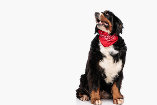 istock curious berna shepherd dog with red bandana looking up and panting 1485079285