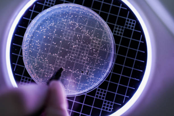 mano tiene piastra petri con cultura batterica - agar jelly foto e immagini stock