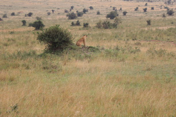 istock Lioness observing her surroundings 1485080123