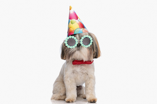 adorable shih tzu pup with party hat, sunglasses and red bowtie celebrating and having fun on white background in studio