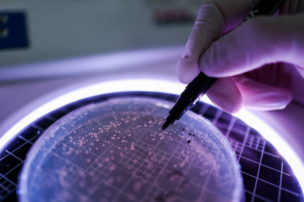 istock Hand Holds Petri Dish with Bacteria Culture 1485081006