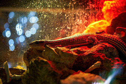 Close-up of pet lizard in reptile breeding box