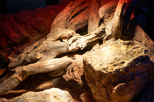 Close-up of a professional reptile pet animal breeding box environment