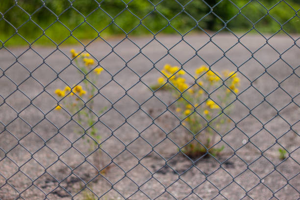 istock Flowers are growing through the asphalt road 1485082238