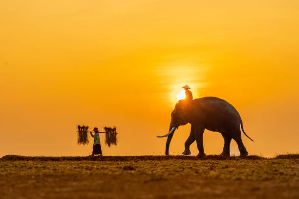 Mahout with his giant elephant following an elephant carer in a harvested rice field during sunrise Horizontal portrait shoot of a mahout with his giant elephant in Surin, Thailand. Nice sunrise. elephant handler stock pictures, royalty-free photos & images