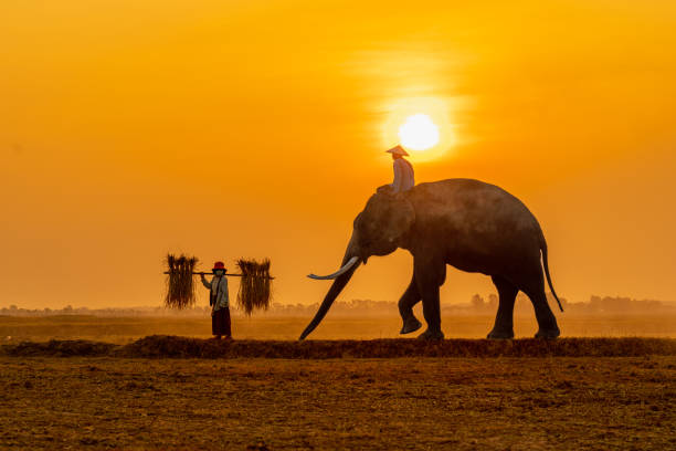 mahout avec son éléphant géant suivant un gardien d’éléphants dans une rizière récoltée au lever du soleil - cornac photos et images de collection