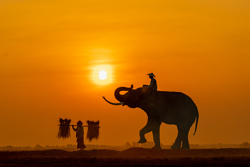 Horizontal portrait shoot of a mahout with his giant elephant in Surin, Thailand. Nice sunrise.