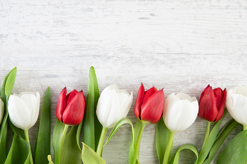 Beautiful white and red tulips on wooden background