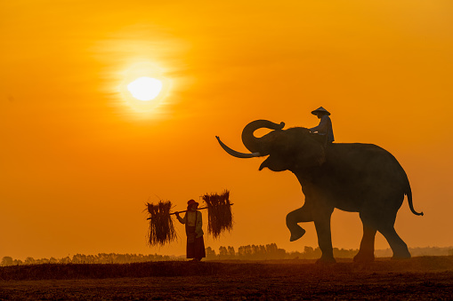 Horizontal portrait shoot of a mahout with his giant elephant in Surin, Thailand. Nice sunrise.