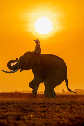 Vertical portrait shoot of a mahout with his giant elephant in Surin, Thailand. Nice sunrise.