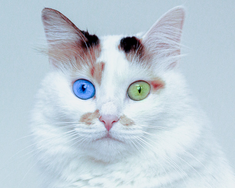 White cat with big blue and green eyes. Cat With Unmatched Eyes