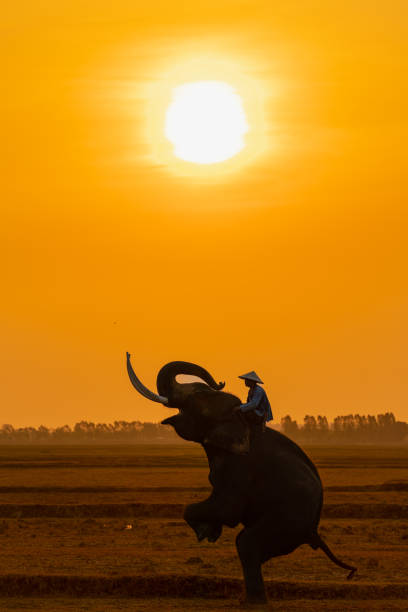 istock Mahout with his giant elephant in a harvested rice field during sunrise 1485082949