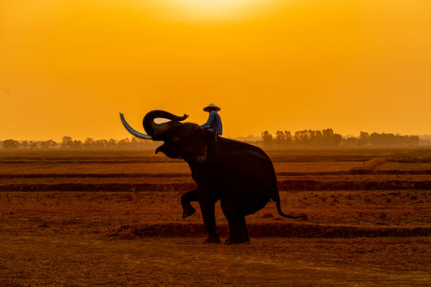istock Mahout with his giant elephant in a harvested rice field during sunrise 1485082995