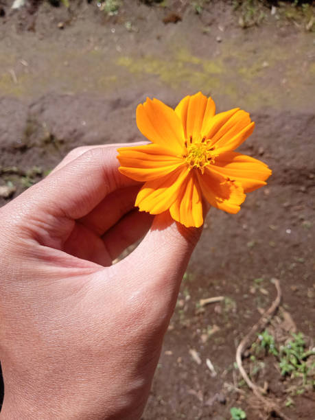 istock holding a yellow cosmos flower 1485083470
