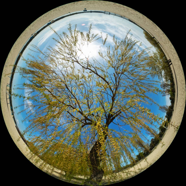 Willow tree in spring on a sunny day. Photo 360 circular - stock photo
