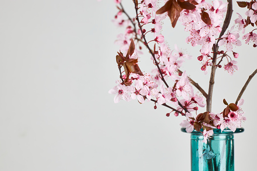 cherry blossom ikebana in a blue vase on a white background closeup