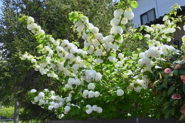 istock Japanese snowball flowers. 1485089127