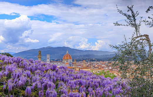 The most beautiful panoramic view over Florence: from lilac to violet, from a blue mauve to tinged-with-pink, the spectacle of the flowering of the wisteria can be admired at the Bardini Garden in spring.