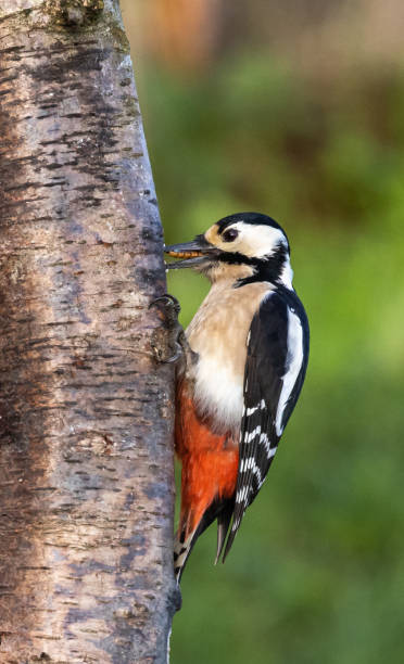 great spotted woodpecker - woodpecker major wildlife nature imagens e fotografias de stock