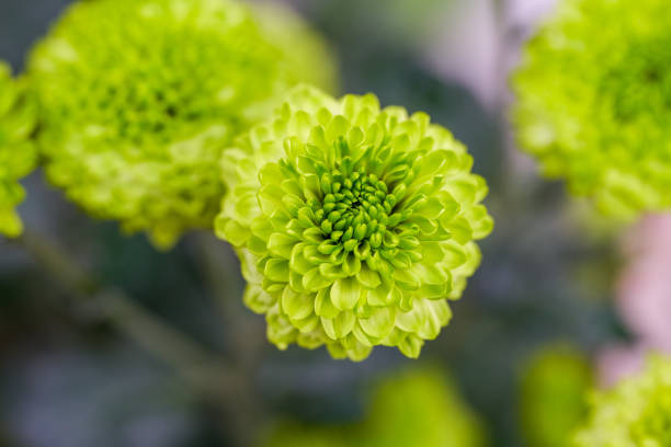 A beautiful blooming green chrysanthemum close-up
