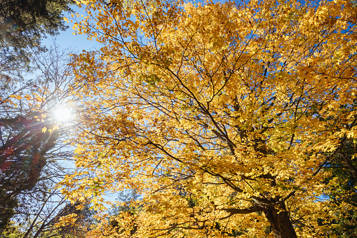 Bright orange red color fall foliage in the Los Glaciares National Park, Santa Cruz Province, Patagonia, Argentina