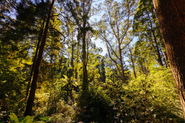 istock Alfred Nicholas Memorial Gardens in Australia 1485090902