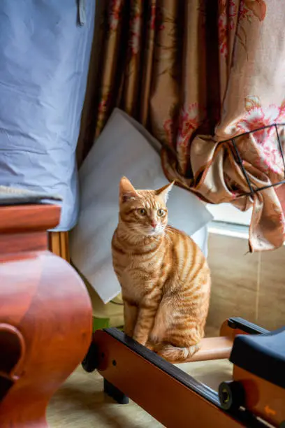 Photo of A cute orange Chinese pastoral cat in a home environment