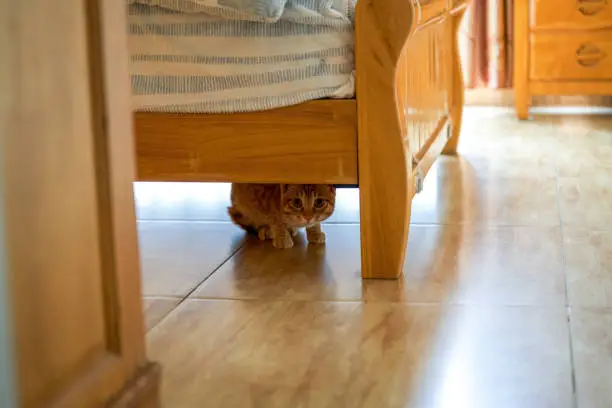 Photo of A cute orange Chinese pastoral cat in a home environment