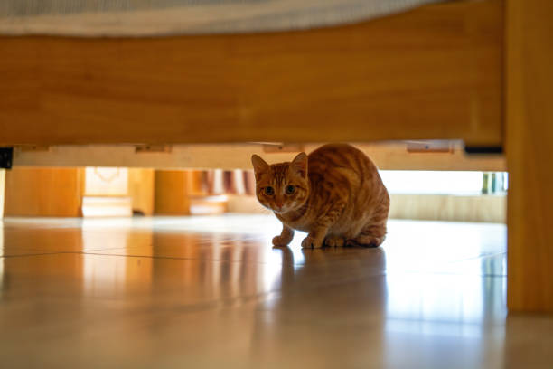 A cute orange Chinese pastoral cat in a home environment
