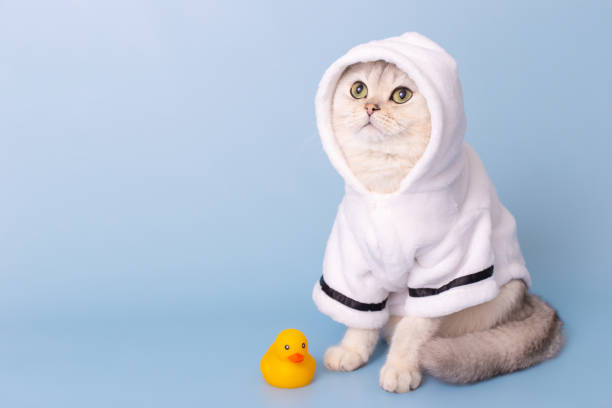 istock Adorable white cat is sitting in a white bathrobe with a hood, on a blue background 1485091866
