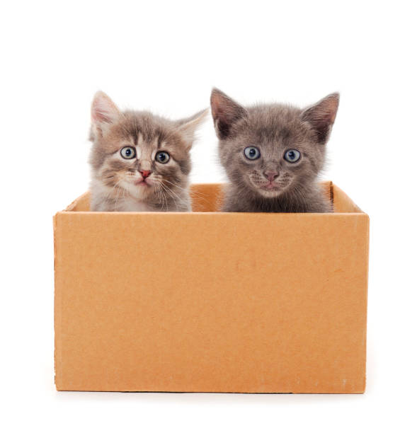 istock Kitties sitting in box. 1485092760