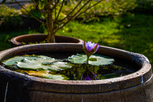 Water lilies are planted in a pottery water tank in a Chinese garden