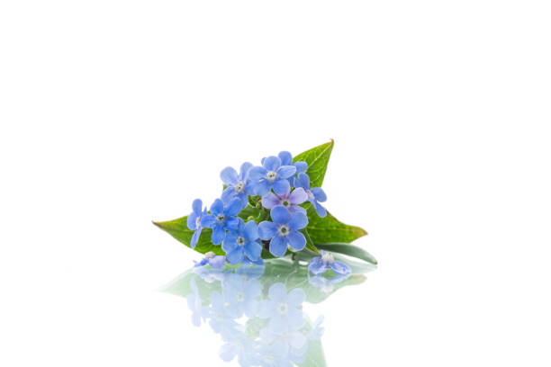 small blue forget-me-not flowers on white background stock photo