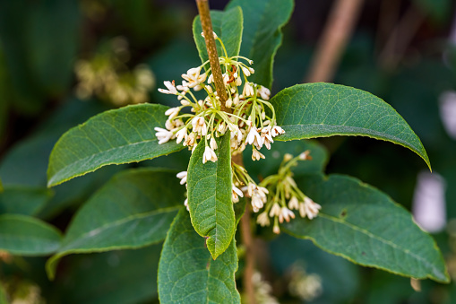 Close-up of osmanthus blooming in the park