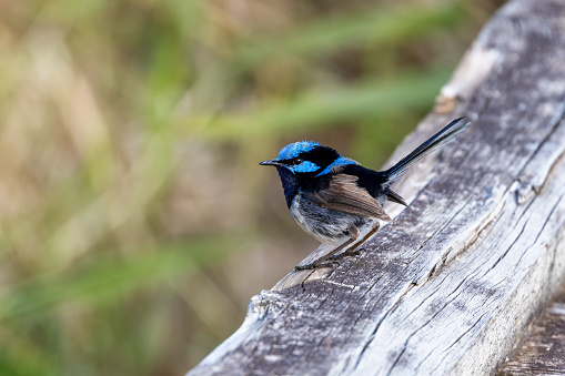 Adult male Superb fairy wren, malurus cyaneus, perched against foliage background with space for text. Tasmania, Australia.