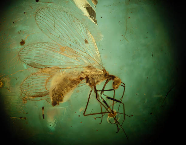 istock Insect inclusion, net-winged insect (Rhachiberothidae, Neuroptera), in  Burmese amber 1485094954