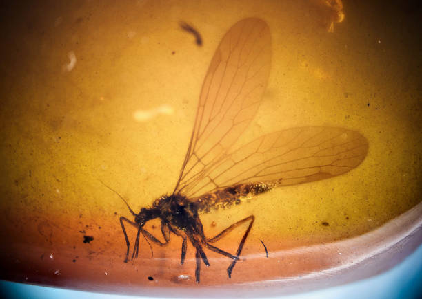 Mecoptera from Parapolycentropus paraburmiticus extinct species (female). Burmese amber, Myanmar, Cenomian, Upper Cretaceous, approximately 100 million years ago, age of dinosaurs. Image taken with extreme macro and focus stacking technique.
