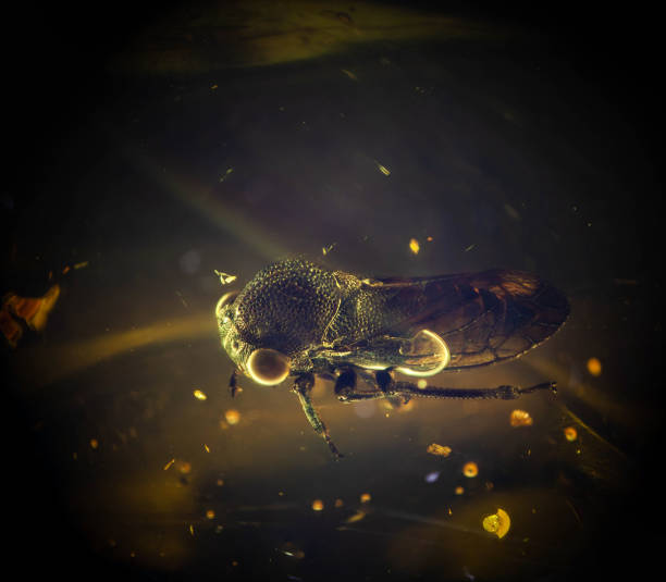 istock Insect inclusion, treehopper (Membracidae , Hemiptera), in  Dominican amber 1485095833